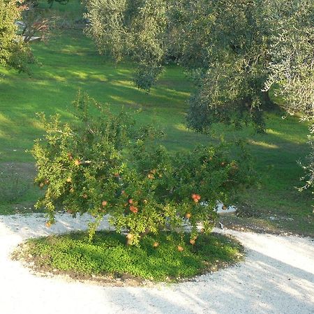 B&B Finestre Tra Gli Ulivi Mesagne Bagian luar foto